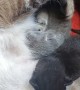 Momma Cat Cuddling Newborn Kittens