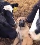 Puppy gets swarmed with kisses from various farm animals