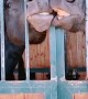 Horses Goofing off in Stables