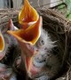 Sleepy Baby Birds Fooled by Knock Into Thinking It's Feeding Time