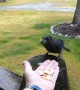 Stellar Jay, Hungry Moose, and Playful Cat Enjoy Rainfall