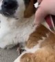Four Doggos Try Whipped Cream for the First Time