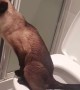 Well-Mannered Cat Chooses Toilet over Litterbox