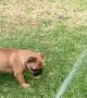 This Frenchie is learning how to play with the sprinkler system