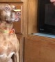Very Patient Vizsla Delicately Devours Treats