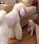 Tiny puppy confidently challenges much larger Giant Poodle