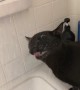 A Cat who Loves Water Joins in the Shower Routine