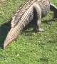 Alligator Sneaks Through Neighborhood for a Swim