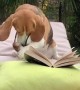 Beagle Settles in With a Good Book