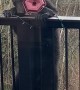 Bears Take Out Bird Feeder
