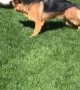 Piggy Plays Tag With Puppy Dog