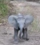 Fearless elephant calf adorably charges safari truck