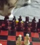 Very Patient Kitty Plays Chess