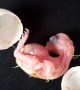 Baby Cockatiel Hatching