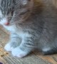 Kitten Struggles to Stay Awake After First Solid Feed