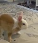Energetic Bunny Has Bedtime Zoomies