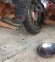 Dogs Arguing Through a Motorcycle Wheel