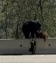 Bear Cub Learning How to Climb Barrier