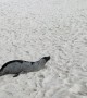 Playful Sea Lion Rolls Around in the Sand