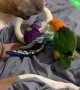 Pit Bull and Parrot Argue Over Toy
