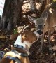 Doggo and Key Deer Give Each Other Kisses