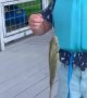 Boy Catches His First Fish on Camera