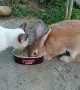 Cat and Rabbit Share During Lunchtime