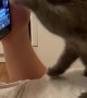Kitten Scrolling Through Trends