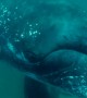 Huge whale smashes into diver’s camera with its fin