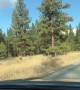 Elk Trips While Crossing the Road