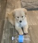 Puppy is totally confused when \