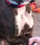 Happy Dog Gives Handshake with a Smile