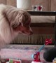Dog and Owner Play Adorable Game of Looping Louie