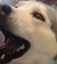 Stubborn husky loudly protests treat for no reason at all