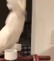 Cockatoo Sings Along with Children's Toy