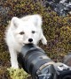 Encountering a Young Wild White Arctic Fox in Greenland