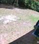 Bear Investigates Backyard for a Feed