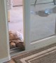 Tortoise Sneaks in Through Sliding Door