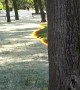 Mesmerizing Poplar Fluff Fire Sweeps Through Park