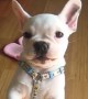 French Bulldog puppy adorably attempts to speak to his owner