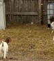 Boer Goats Play in the Snow