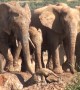 Elephants rush over to save screaming baby stuck in mud hole