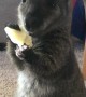 Young Wallaby Munches on A Potato Chip