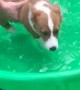 Puppy Learning to Swim in Mini Pool