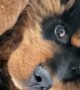 Russian Toy Terrier Bothers Tibetan Mastiff