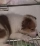 Puppy Wants to Cool Off on Fridge Shelf