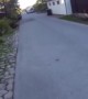 Athletic dog pulls owner on skateboard for walk time