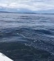 Airborne Killer Whale shocks boaters after appearing out of nowhere