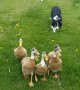 Impressive Border Collie Herds Ducks