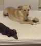 Dachshund puppy pretends to sleep, then steals best friend's toy